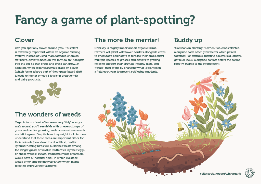 Board 6: Fancy a game of plant-spotting?