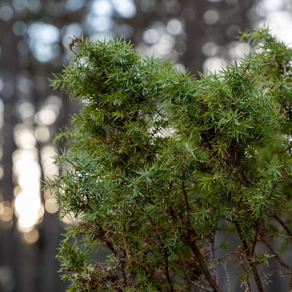 Combined Forest Management and ISO course - Bristol, UK