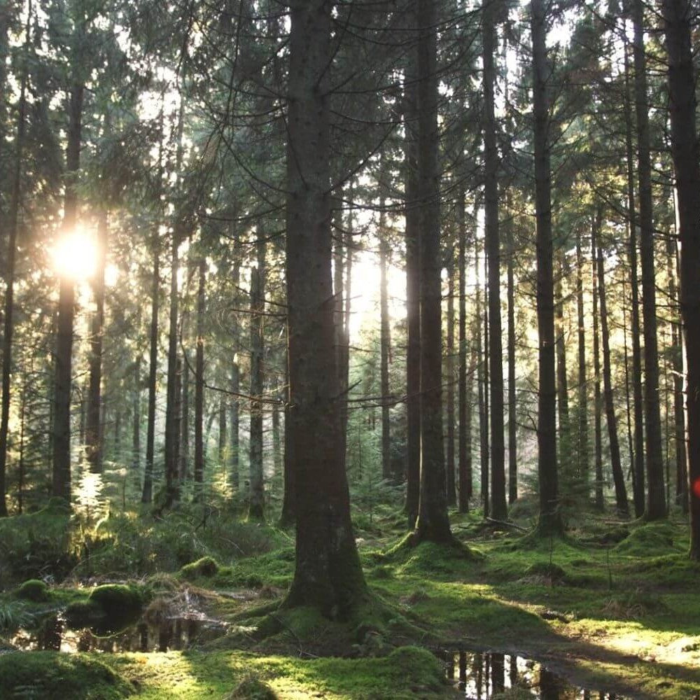 FSC Forest management course - Bristol, UK